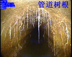樹根